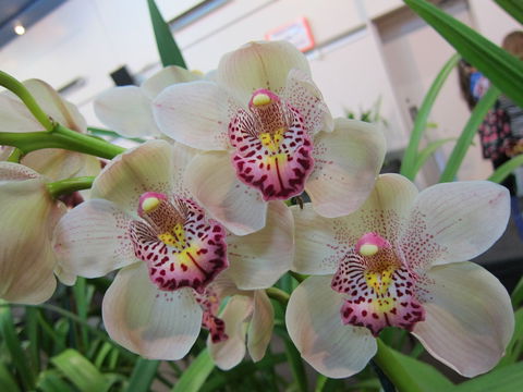 Sapphire Coast Orchid Club Winter Orchid Show - Accommodation Bookings 1