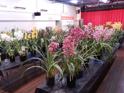 Sapphire Coast Orchid Club Winter Orchid Show - Accommodation Bookings 2