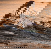 The Bay Games - Jervis Bay - Accommodation Bookings