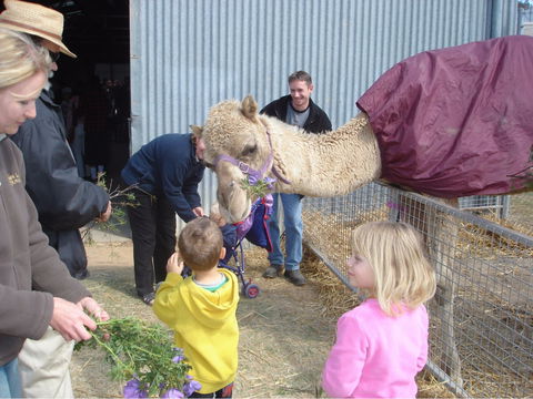 Wangaratta Show - Accommodation Bookings 1