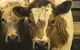 Wangaratta Show - thumb 2