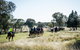 Weddin Mountain Muster - thumb 0