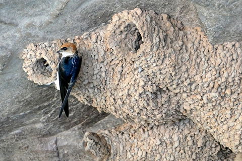 2020 Katherine Bird Festival - Accommodation Bookings 0