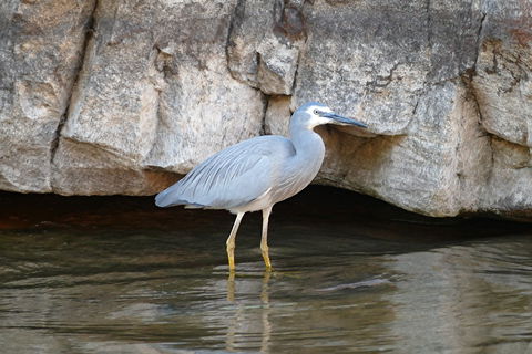 2020 Katherine Bird Festival - Accommodation Bookings 1