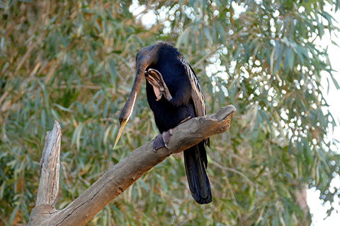 2020 Katherine Bird Festival - Accommodation Bookings 2