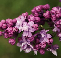 69th Annual Goulburn Lilac City Festival - Accommodation Bookings