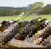 Bandon Grove Farm Tours - Accommodation Bookings