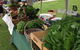 Bermagui Growers Market - thumb 5