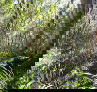 Bottlebutt Bash Trail Run - Accommodation Bookings