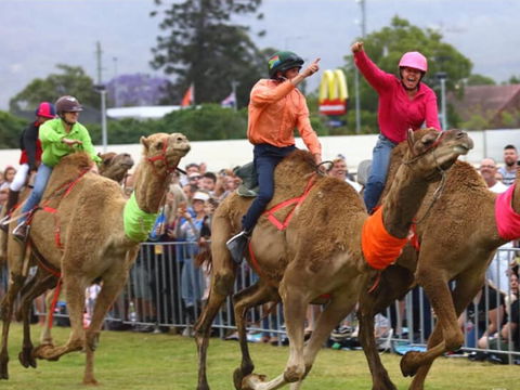 Camel Races At Penrith Paceway - Accommodation Bookings 0