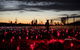 Field Of Light Uluru - thumb 0