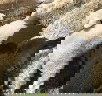 Flinders Island Show - Accommodation Bookings