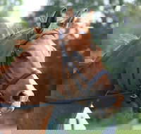 Glen William Gymkhana - Accommodation Bookings