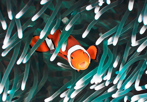 Great Barrier Reef Masters Games - Accommodation Bookings 1