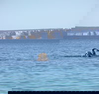 Jervis Bay's Sydney to Hobart Experience - Accommodation Bookings