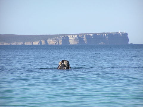 Jervis Bay's Sydney To Hobart Experience - Accommodation Bookings 0