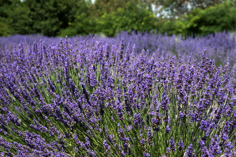 Lavender Herb And Chilli Festival - Accommodation Bookings 0