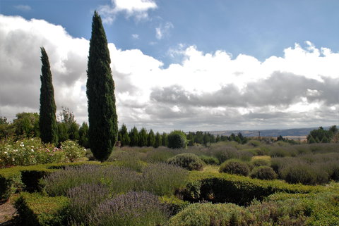 Lavender Herb And Chilli Festival - Accommodation Bookings 1