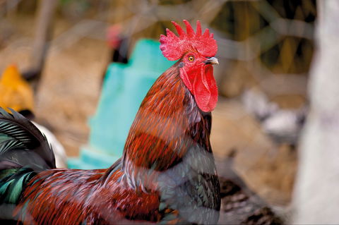 Nimbin Show - Accommodation Bookings 0