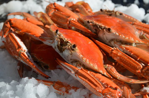 Seafood On Spencer - Accommodation Bookings 1