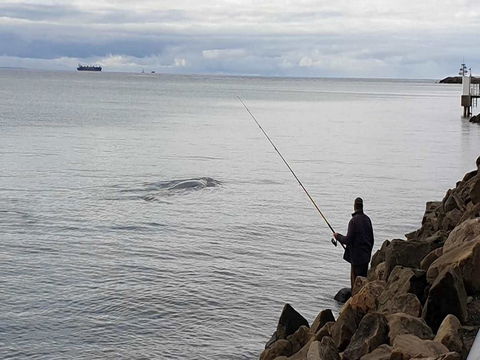 Whale Watching In Portland - Accommodation Bookings 0