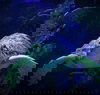 Sydney's Aquarium - Accommodation Bookings