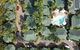 Palms City Resort - thumb 1