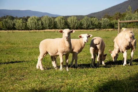 Harvest Farm - Accommodation Bookings 3