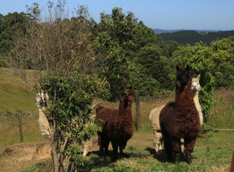 Otway Junction Motor Inn - Accommodation Bookings 6