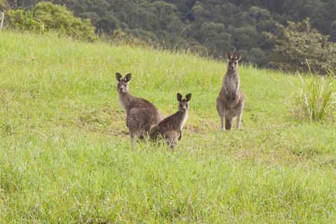 Wilderberry Cottage - Accommodation Bookings 6