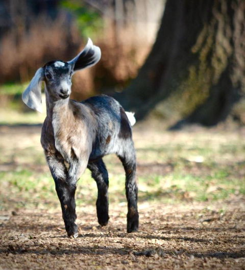 Alexandra Farmstay - Accommodation Bookings 5