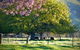 Alexandra Farmstay - thumb 6