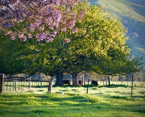 Alexandra Farmstay - Accommodation Bookings 6