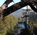 Tahune Air Walk Lodge - Accommodation Bookings
