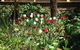 Tiffanys Country Cottages - thumb 6
