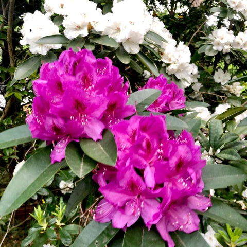 Aldgate Creek Cottage Bed & Breakfast - Accommodation Bookings 5