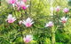 Aldgate Creek Cottage Bed & Breakfast - thumb 3