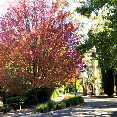 Aldgate Creek Cottage Bed & Breakfast - Accommodation Bookings 2