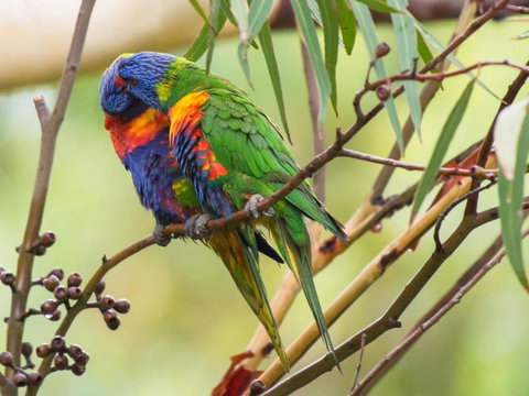 Waterfront Jervis Bay Escape Cooinda - Accommodation Bookings 1