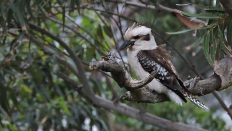 Waterfront Jervis Bay Escape Cooinda - Accommodation Bookings 4