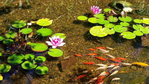 Winston Cottage At Three Sisters - Accommodation Bookings 6