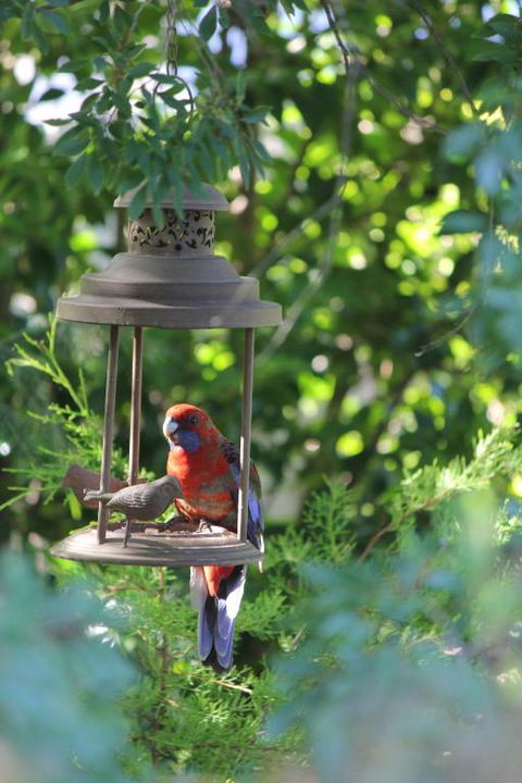 Winston Cottage At Three Sisters - Accommodation Bookings 1