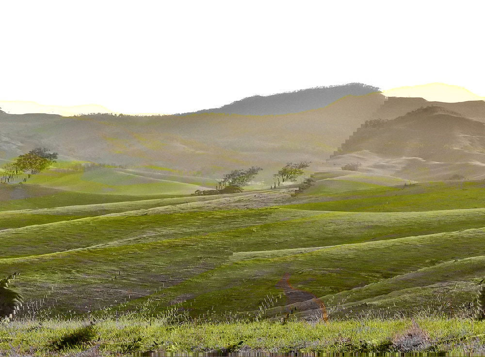 Cannon Creek QLD Accommodation Bookings