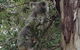 Maleny Country Cottages - thumb 5