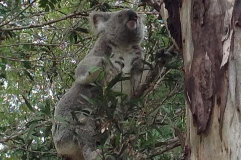 Maleny Country Cottages - Accommodation Bookings 5