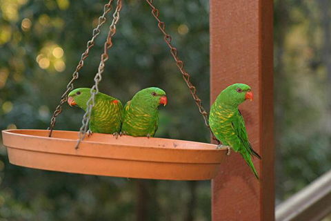 Maleny Country Cottages - Accommodation Bookings 1