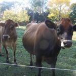 Doctors Point ACT Accommodation Bookings