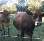 Drumreagh Bed  Breakfast Cabins - Accommodation Bookings