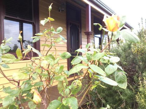 Albion Cottage - Accommodation Bookings 4