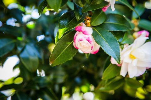 Whispering Pines Cottages - Accommodation Bookings 3